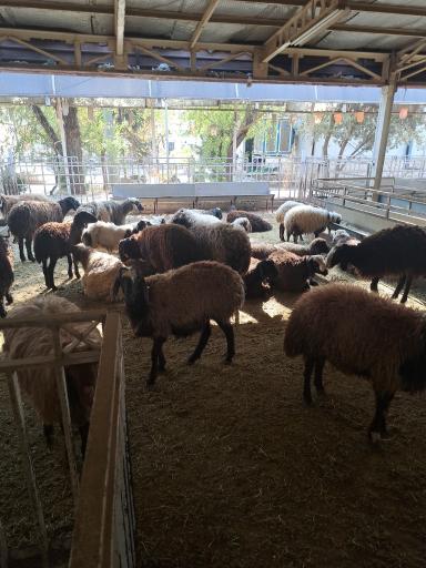 عکس کشتارگاه حکیمیه