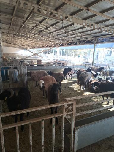 عکس کشتارگاه حکیمیه