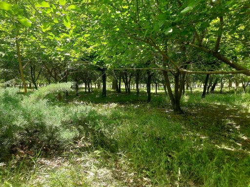 عکس دانشگاه زنجان