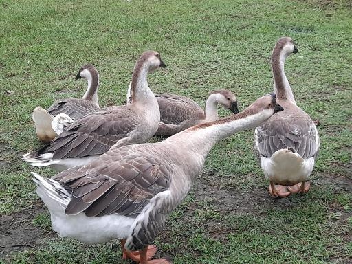 عکس مجموعه گردشگری ماه بی بی