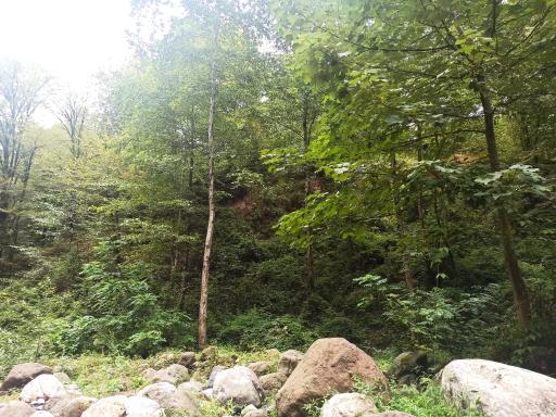 عکس جنگل تیلاکنار