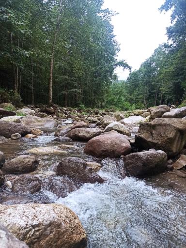 عکس جنگل تیلاکنار