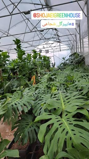 عکس هایپرگل شجاعی