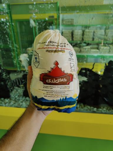 عکس مرغ کاکل زری