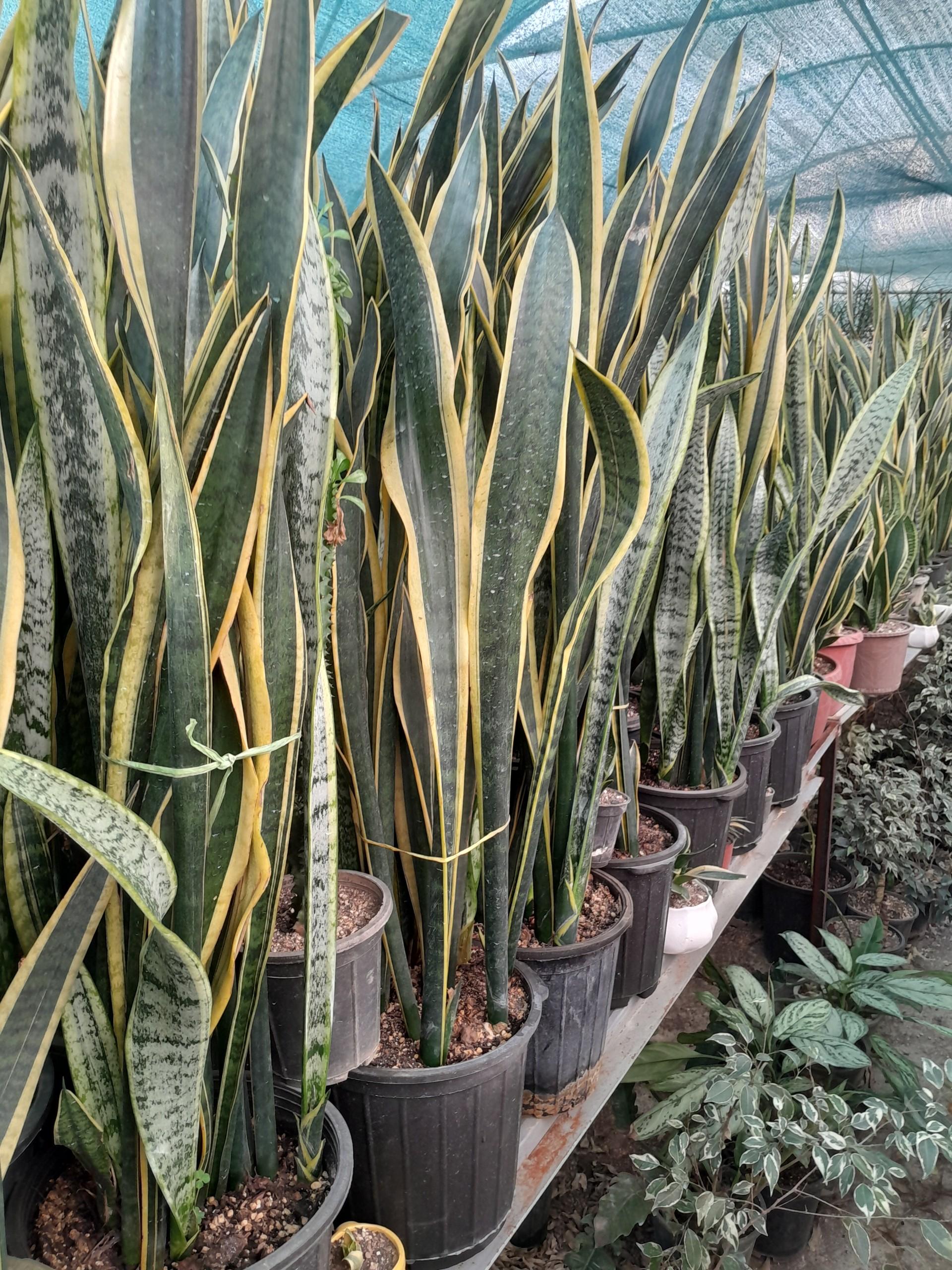 عکس گلخانه هیوا 