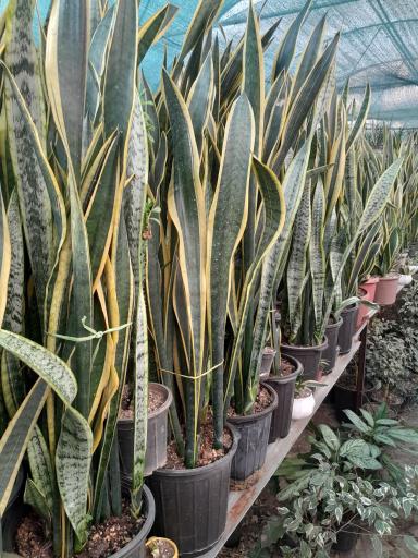 گلخانه هیوا 