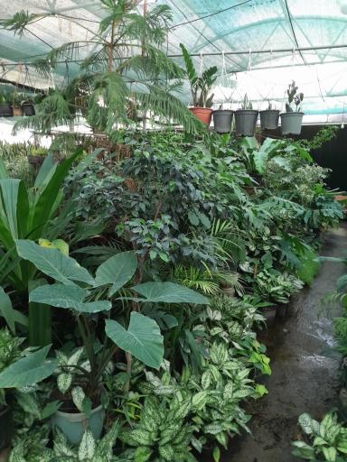 گلخانه هیوا 