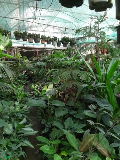 گلخانه هیوا 