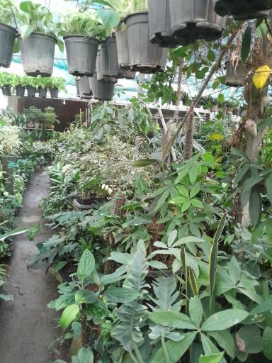 گلخانه هیوا 