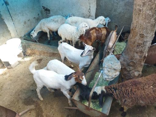 عکس گوسفند فروشی رئیسی