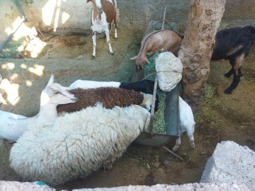 عکس گوسفند فروشی رئیسی