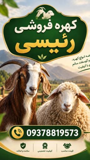 عکس گوسفند فروشی رئیسی