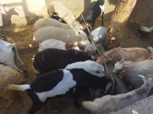 عکس گوسفند فروشی رئیسی