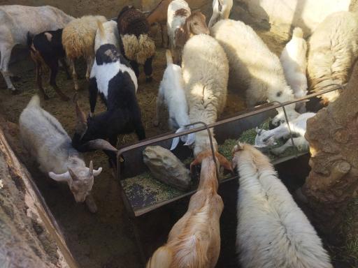 عکس گوسفند فروشی رئیسی