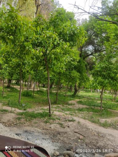 عکس پارک بزرگ شهر جهرم