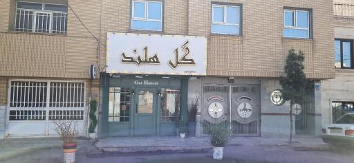 عکس گل هلند