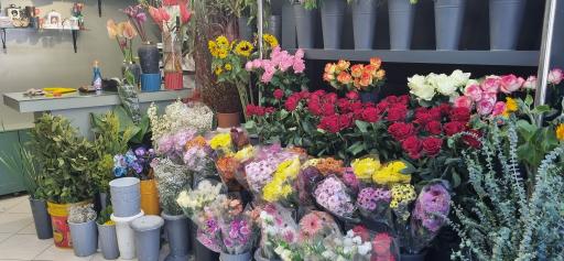 عکس گل هلند