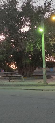 عکس درخت انجیر معابد