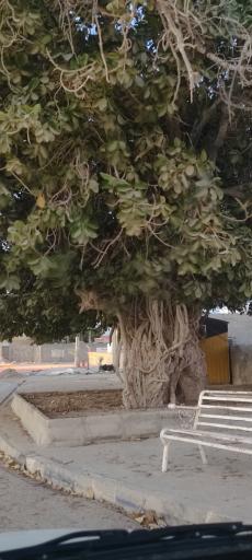 عکس درخت انجیر معابد