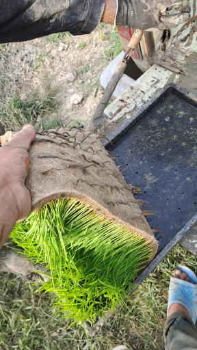 عکس بانک نشا عمو خلیل