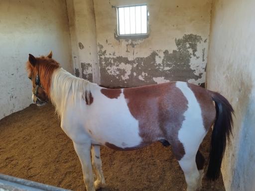 عکس باشگاه سوارکاری زرین (قره قولپاقی)