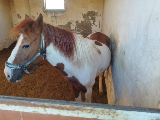 عکس باشگاه سوارکاری زرین (قره قولپاقی)