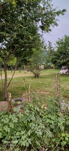 عکس وشمه سرا