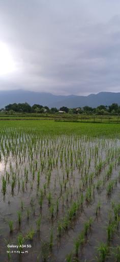 عکس وشمه سرا