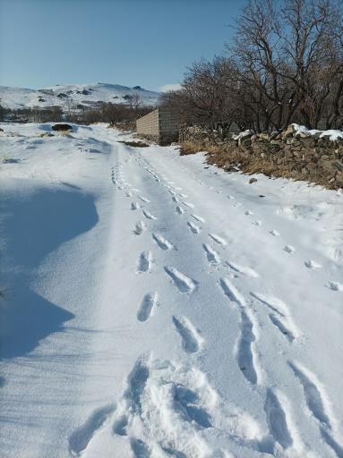 عکس نهنجه