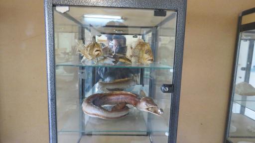 عکس موزه تاریخی سیراف