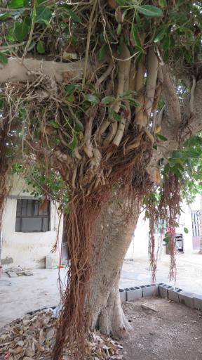 عکس موزه تاریخی سیراف