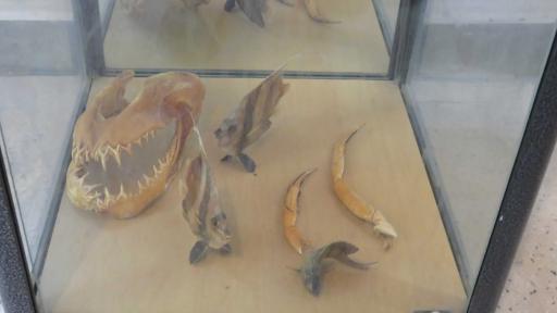 عکس موزه تاریخی سیراف