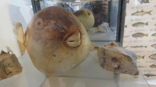 عکس موزه تاریخی سیراف