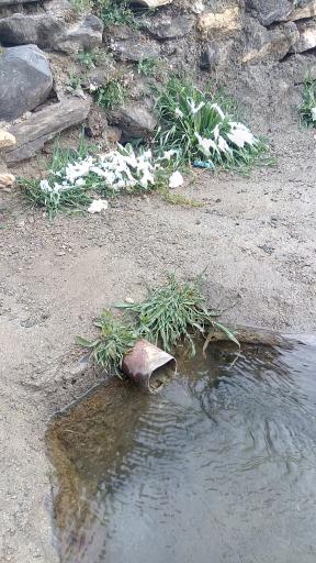 عکس نهنجه