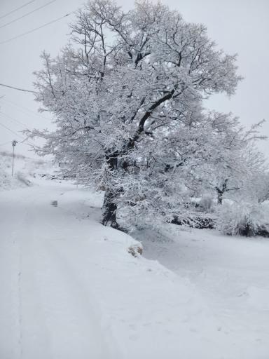 عکس نهنجه
