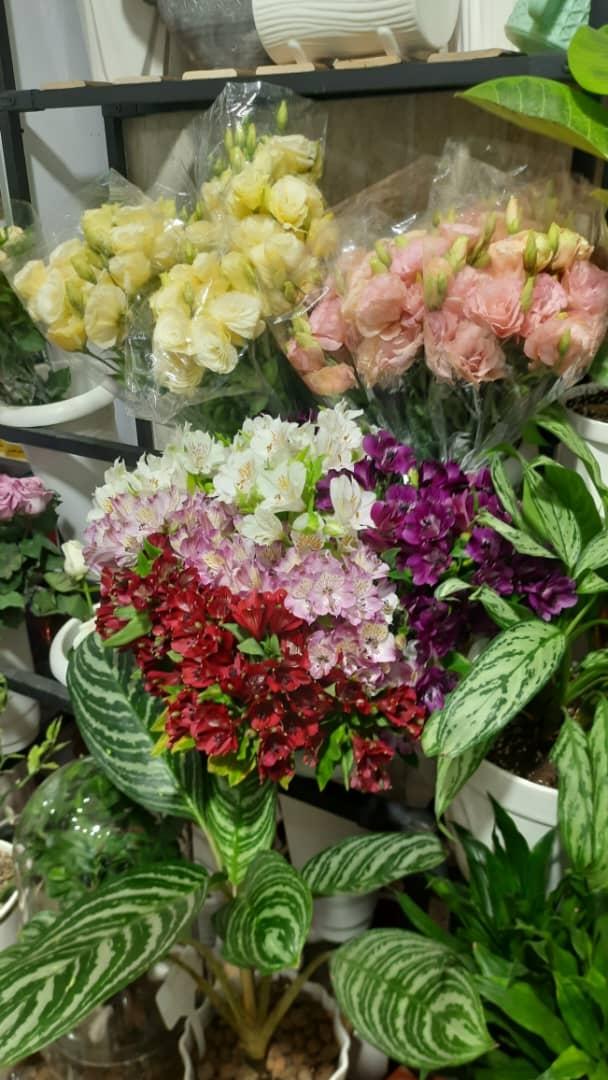 عکس گلسرای آروشا