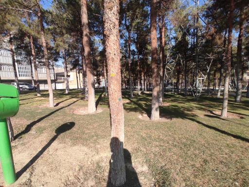 عکس بوستان کاج 1