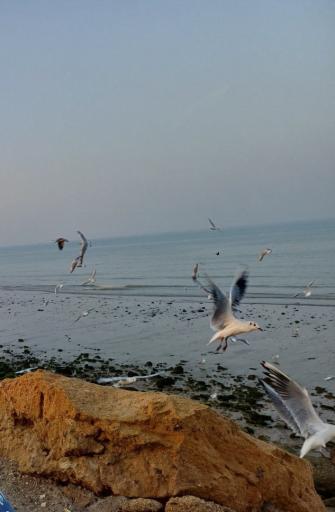 عکس اسکله سحرناز