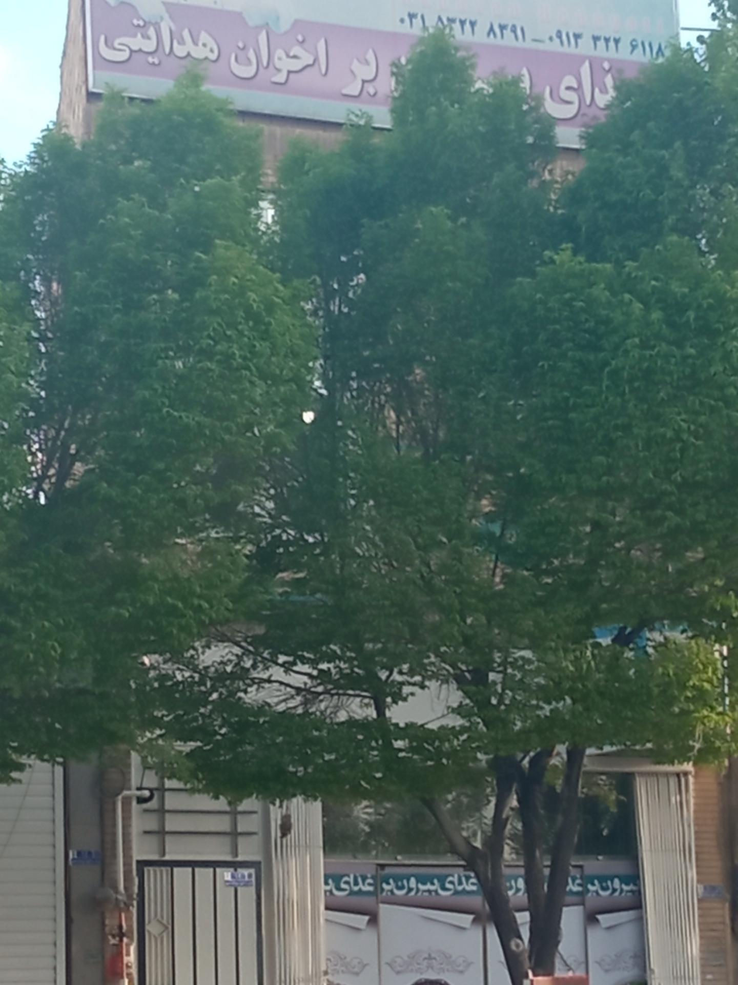 عکس رستوران برادران هدایتی