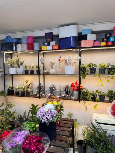 عکس گل ارکیده سفید 