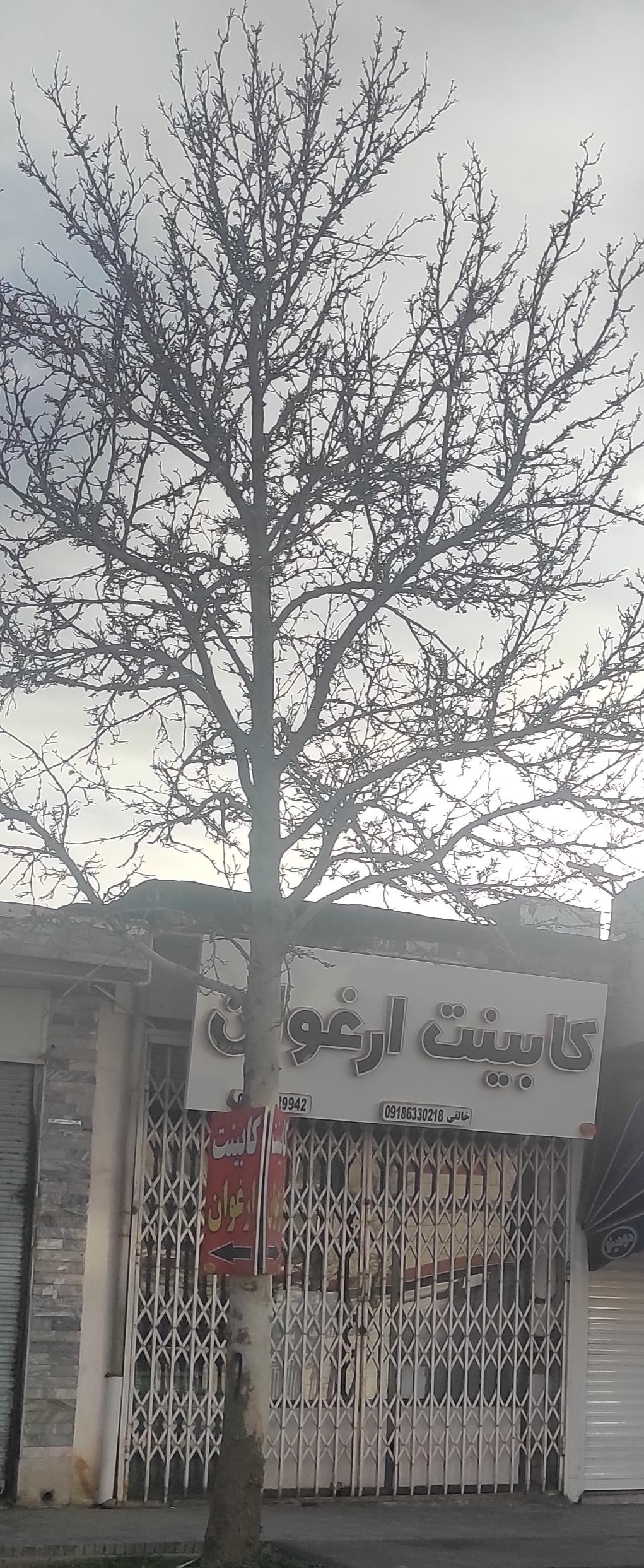 عکس کابینت ارغوان