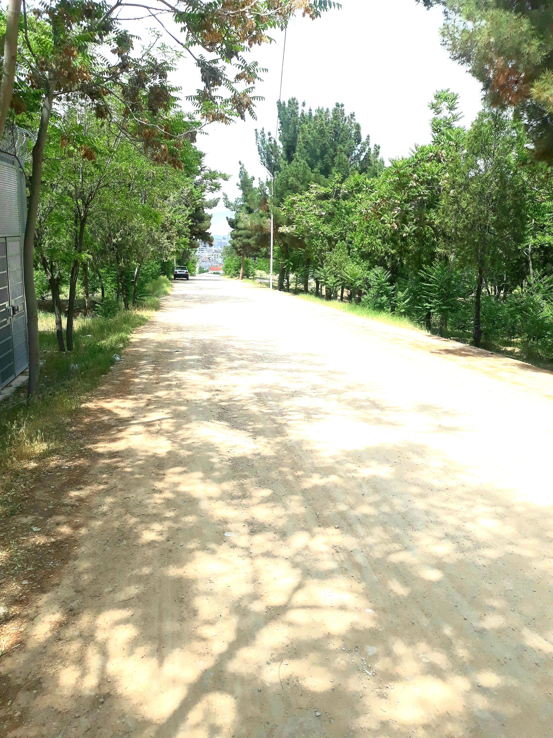 عکس پارک جنگلی