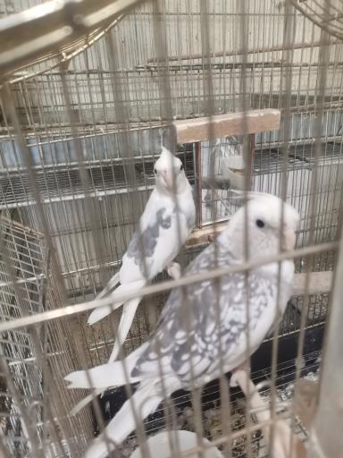 عکس هایپر پرنده اراک 