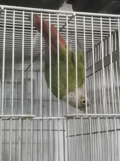 عکس هایپر پرنده اراک 