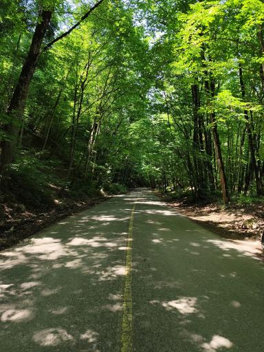 عکس جنگل افراتخته