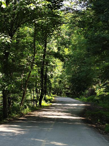 عکس جنگل افراتخته