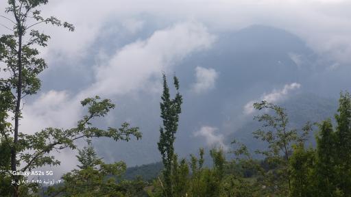 عکس جنگل افراتخته