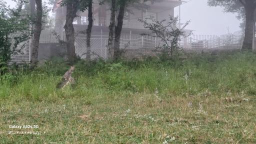 عکس جنگل افراتخته