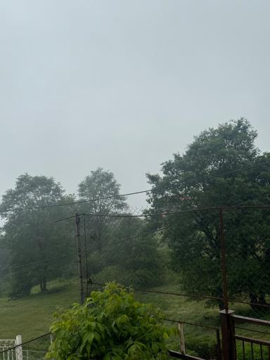 عکس جنگل افراتخته