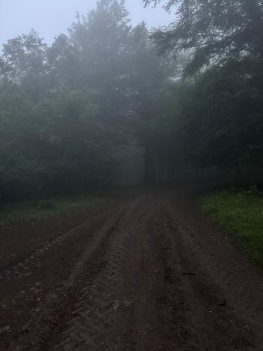 عکس جنگل افراتخته